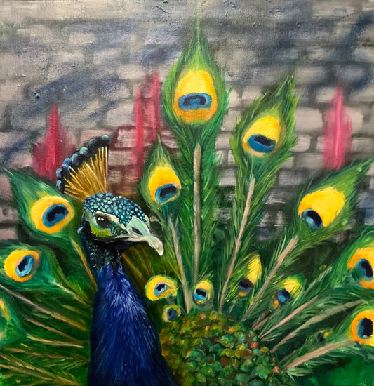 Urban peacock